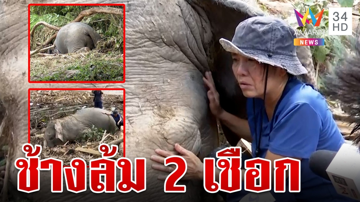 สุดเศร้า!พบช้างล้ม 2 เชือก "แสงเดือน" ร่ำไห้โผกอดร่าง