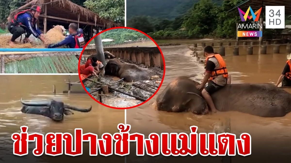 เชียงใหม่วิกฤต!จมบาดาลหลายพื้นที่ เผยนาทีพาช้างหนีน้ำท่วม