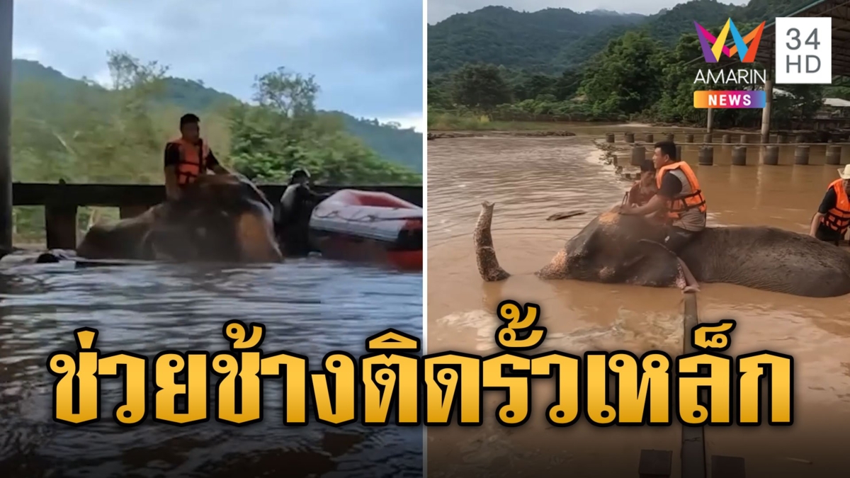 ภารกิจสุดหิน! ช่วยช้างขาติดรั้วเหล็กหนีน้ำท่วม