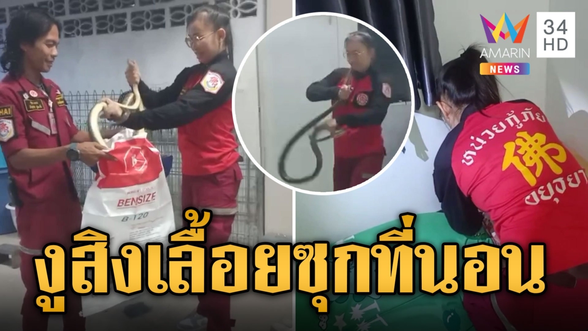 งูสิงดุ หนีซุกที่นอน กู้ภัยรุดช่วยจับมือเปล่า