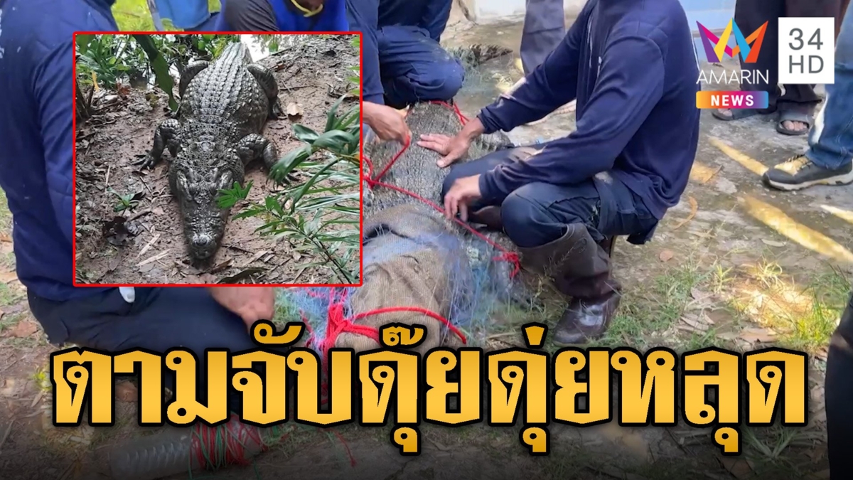 ชาวบ้านผวา ดุ๊ยดุ่ย ไอ้เข้เด็กวัดหลุดช่วยจับกันวุ่น