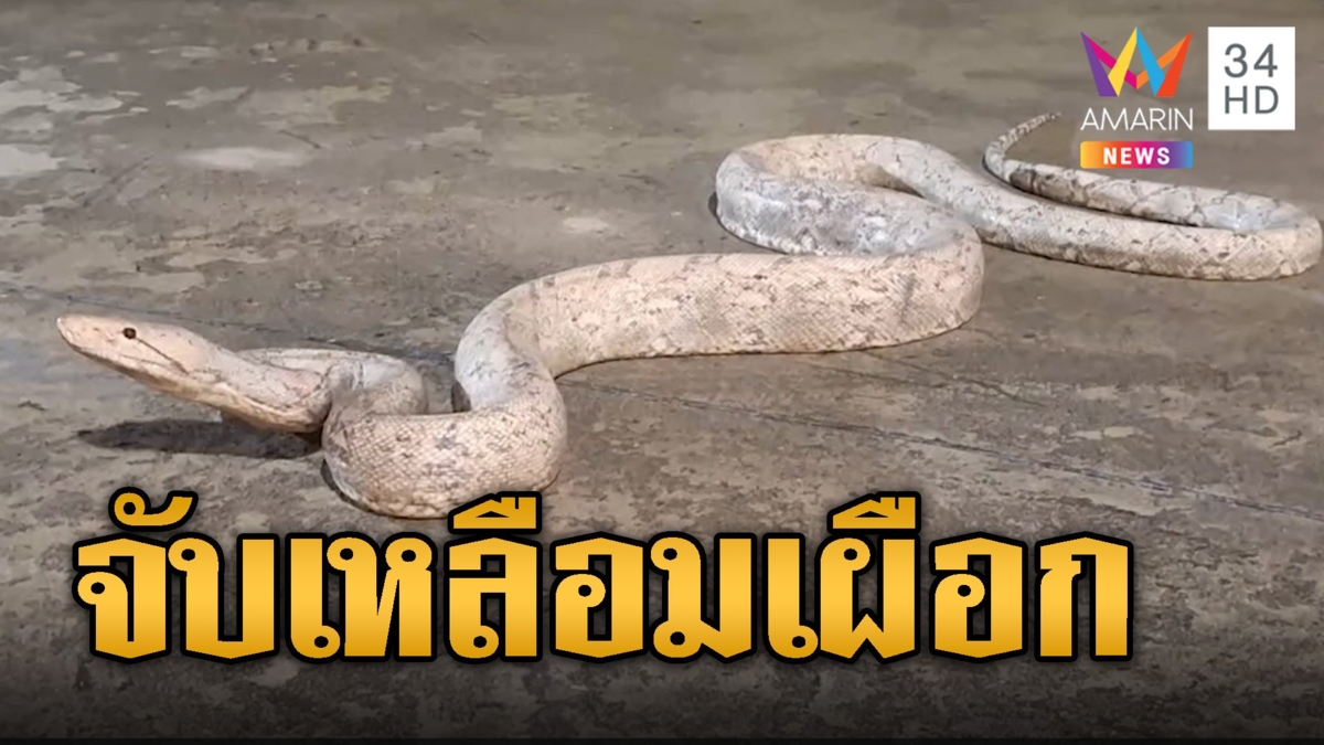 กู้ภัยตะลึง! จับเหลือมเผือกยาว 4 เมตร