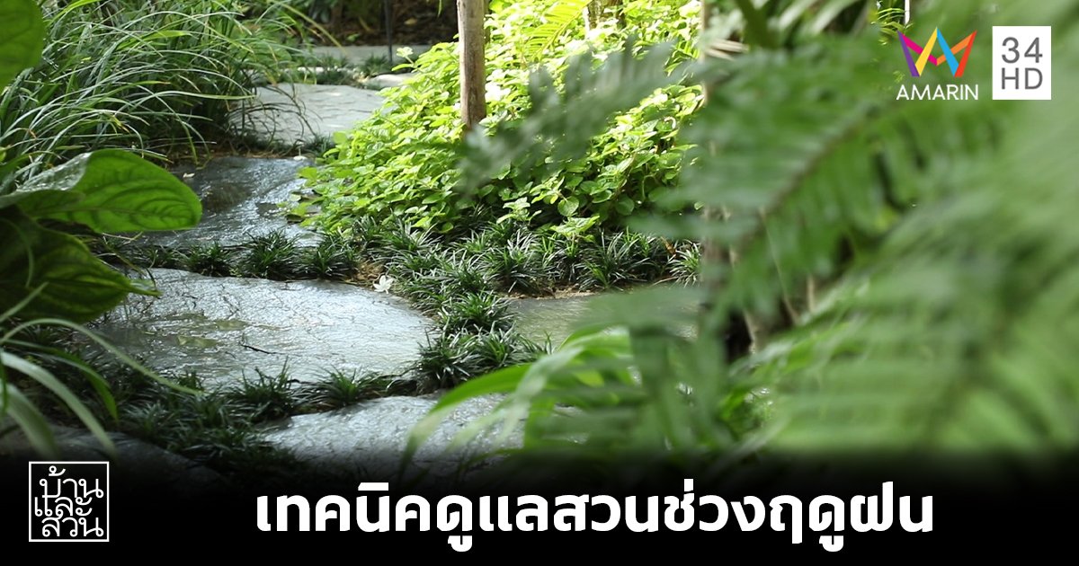 เอาใจคนรักสวน ! เทคนิคดูแลสวนช่วงฤดูฝน