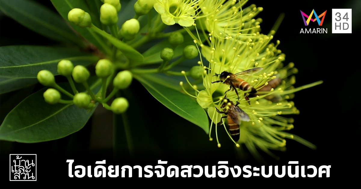 ไอเดียการจัดสวนอิงระบบนิเวศ เพื่อให้ธรรมชาติสามารถเติบโตด้วยตัวเองอย่างยั่งยืน
