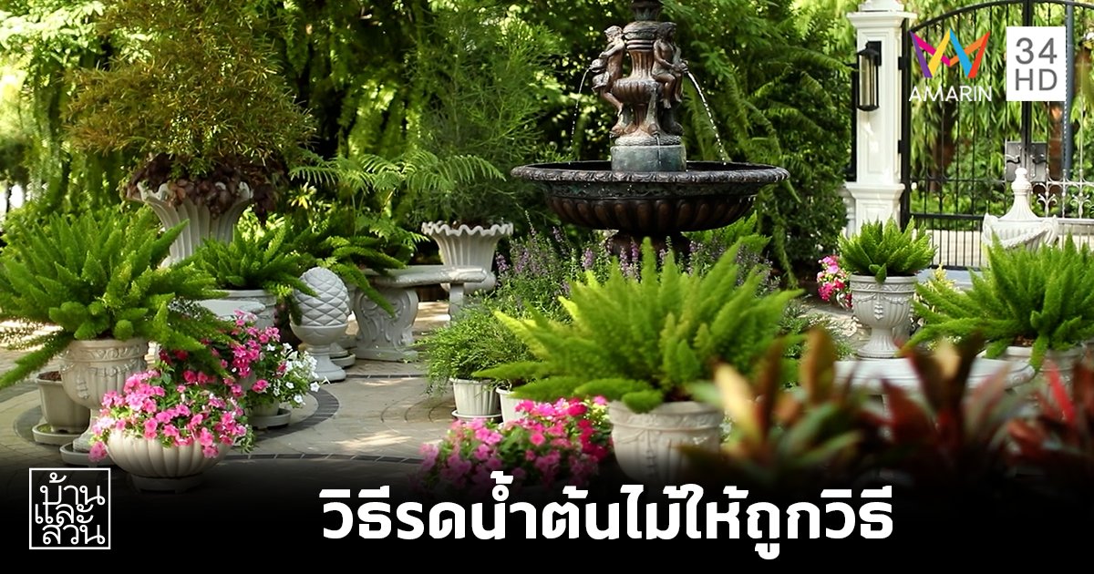 วิธีรดนํ้าต้นไม้ให้ถูกวิธี