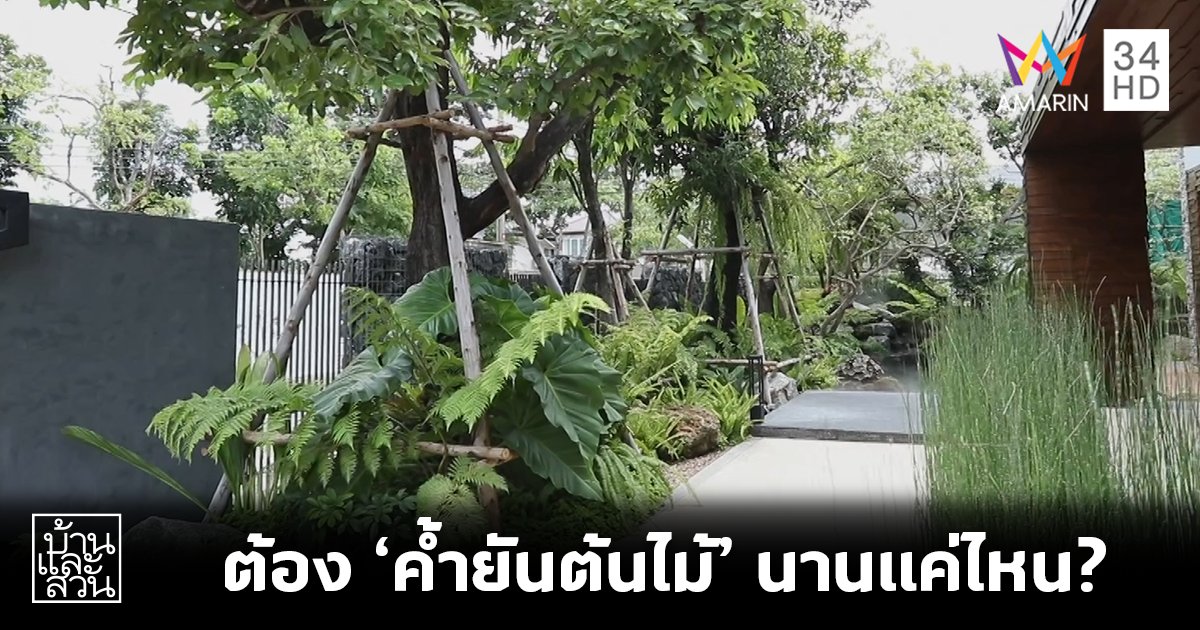 ต้องคํ้ายันต้นไม้ไว้นานแค่ไหนจึงจะเอาออกได้?