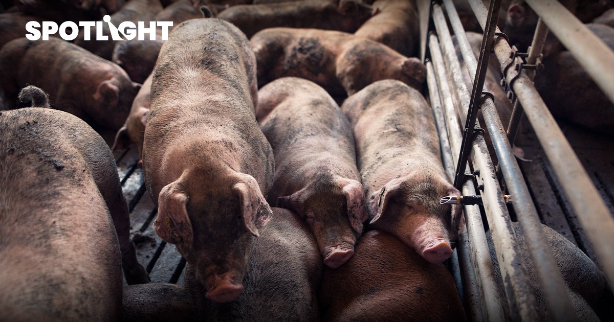 ยืนยันไทยพบอหิวาต์หมู ASF ด้านครม.อนุมัติงบเยียวยา 574 ล้าน