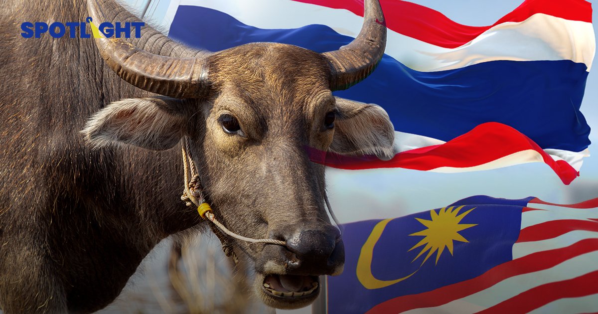 "ควายไทย" โกอินเตอร์ มาเลเซียไฟเขียวนำเข้า 15 มี.ค. หลังผ่านเกณฑ์ควบคุมโรค