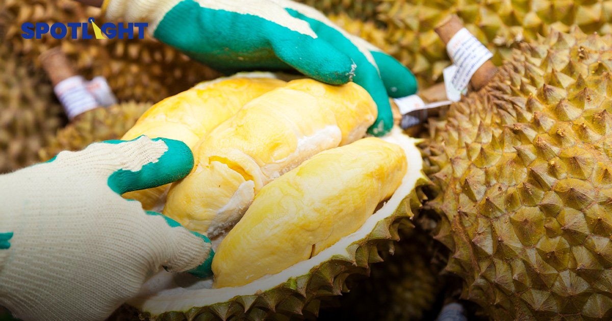 ส่องอนาคต 'ทุเรียนไทย' ใน 5 ปีข้างหน้า จะ "ปังหรือพัง?"
