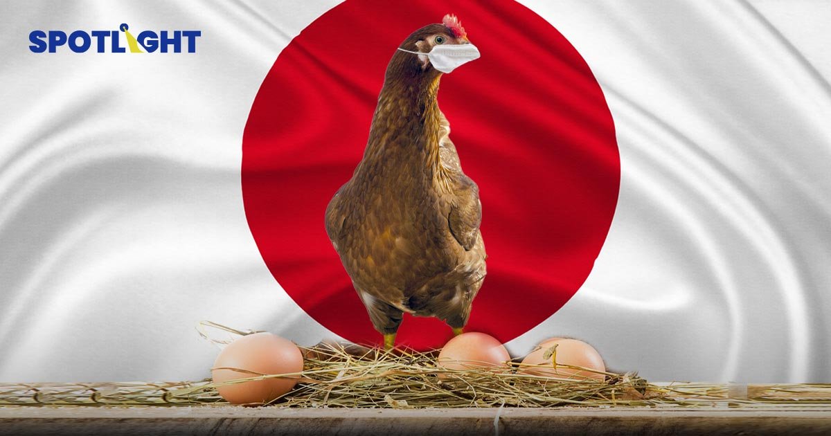 ไข้หวัดนกระบาดในญี่ปุ่น พบไก่ตายแล้วกว่า 17 ล้านตัว ดันราคาไข่ไก่พุ่ง