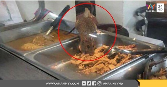 อ้วกแทบพุ่ง! จนท. รัฐสภาผวาหนูยักษ์โผล่กินอาหารในถาดร้านข้าวแกง