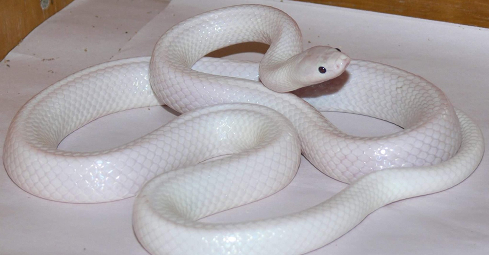 พบงู slaty grey กลายพันธุ์เป็นสีขาวเผือก ของทางตอนเหนือที่ออสเตรเลีย