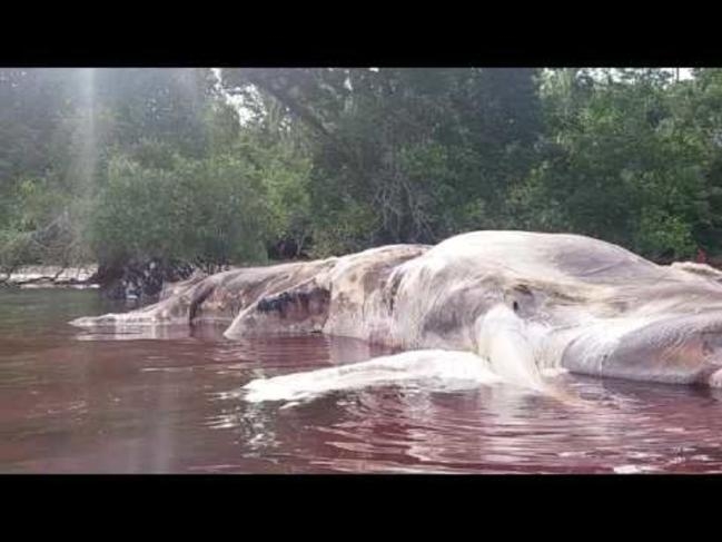 ตะลึง! หมึกยักษ์ตัวเป้งเกยตื้นตายชายหาดอินโดนีเซีย