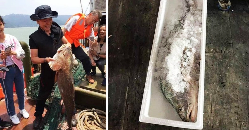 ชมโฉมหน้า ‘ปลาจวด’ ปลาที่แพงเท่าบ้านสุดหรู สนนราคาตัวละ 17 ล้านบาท!