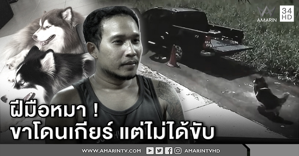 เปิดใจเจ้าของไซบีเรียนแสบโดดขึ้นรถ เตือนอย่าปล่อยหมาลำพัง อาจพลาดเสียรถ ! (คลิป)