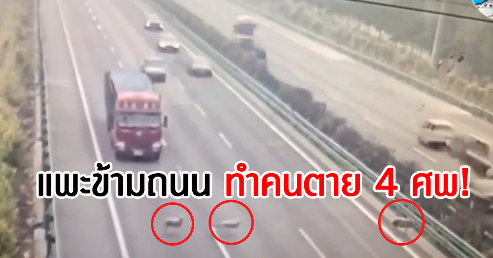 แพะเป็นเหตุ! โผล่เดินสะเปะสะปะบนทางด่วนเมืองจีน ทำรถชนกันระนาว เสียชีวิต 4 ศพ (คลิป)
