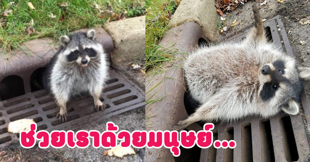 ตามใจปากลำบากพุง! ตร.สหรัฐฯ ช่วย 'แรคคูน' ตัวอ้วนพุงติดท่อระบายน้ำ (คลิป)