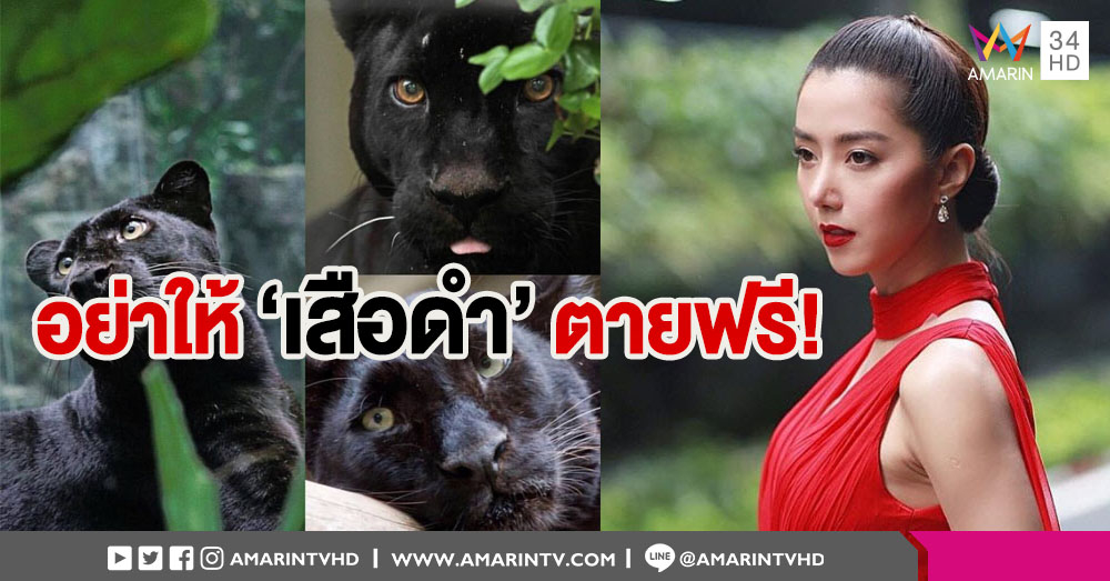 สะเทือนใจทุกระดับ! ไอซ์ อภิษฎา โพสเศร้าสงสาร 'เสือดำ' พร้อมให้กำลังใจจนท.