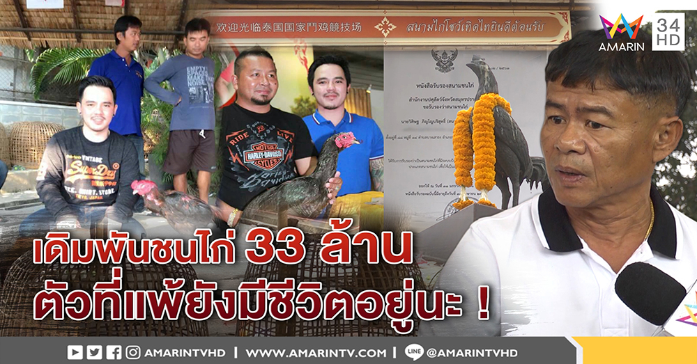 ศึกชนไก่ 33 ล้าน นายสนามยันของจริง จัดคนคุมเงินนับร้อย ผู้แพ้ยังไม่ตายเก็บไว้ทำพ่อพันธุ์ (คลิป)