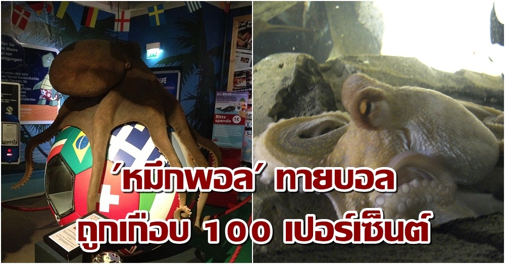 มีใครให้แม่นกว่านี้มั้ย!? เปิดสถิติ 'หมึกพอล' สัตว์ทายบอลที่ถูกเกือบ 100 เปอร์เซ็นต์