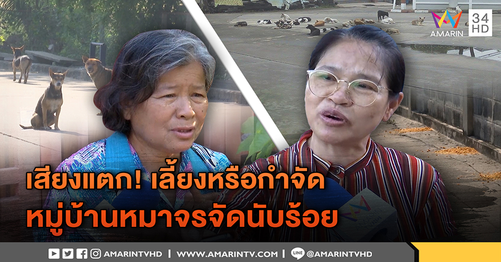 ฝูงหมาจรนับร้อย! ชาวบ้านสุดทน แฉภาพรุมขย้ำผ้าคลุมรถ จี้แบบนี้ควร Set Zero (คลิป)