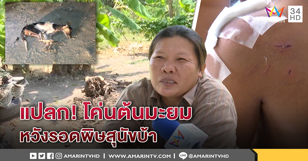 สุดแปลก 3 เด็กเหยื่อหมาบ้ากัด เชื่อโค่นต้นมะยมทิ้งรอดตาย - หมอแนะโดนกัดฉีดวัคซีนทันที (คลิป)