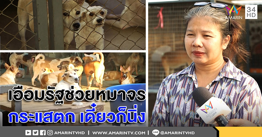 เปิดใจ "ป้าจุ๊" เอือมรัฐช่วยหมาแค่กระแส โอดกว่าพันตัวภาระครึ่งล้านต่อเดือน (คลิป)