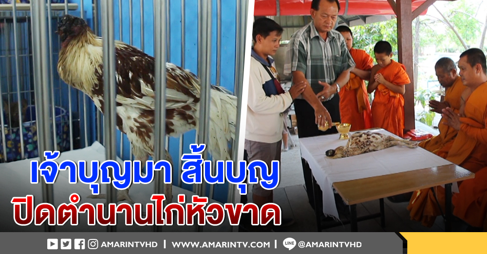 เศร้า! เจ้าบุญมาไก่หัวขาดสิ้นบุญ หลังใช้ชีวิตอยู่หลายวัน แพทย์ชี้ สมองเปิด หายใจติดขัด ก่อนช็อกตาย