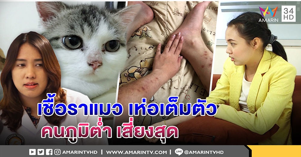 เปิดใจสาวติดเชื้อราแมว สุดอายตุ่มเห่อเต็มร่าง - หมอสัตว์เตือนคนภูมิต่ำเสี่ยงสุด (คลิป)