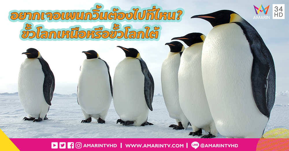 ขั้วโลกเหนือหรือขั้วโลกใต้...ที่มีเพนกวินเยอะกว่ากัน?