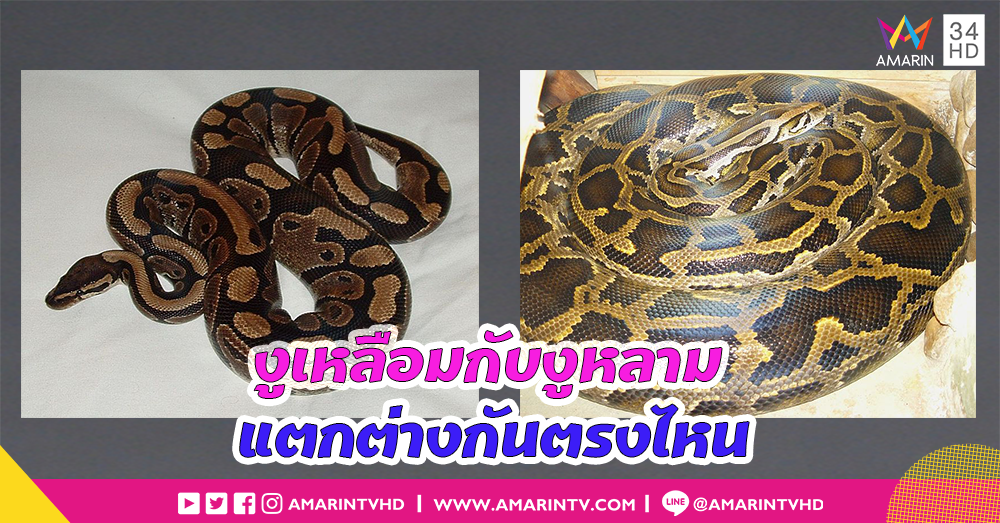 งูเหลือมกับงูหลาม แตกต่างกันตรงไหนบ้าง?