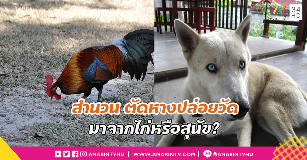 สำนวน... ตัดหางปล่อยวัด มีจุดเริ่มต้นมาจากสุนัขหรือไก่?