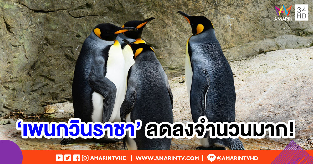 ฝูง 'เพนกวินราชา' ใหญ่ที่สุดในโลก ลดจำนวนลงกว่า 90% นักวิจัยเร่งหาสาเหตุ