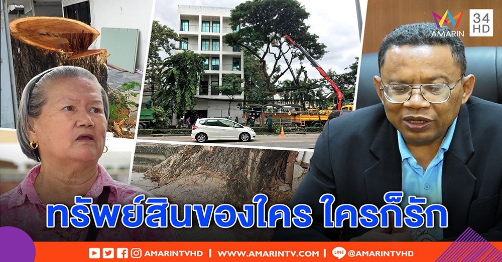 เหลือแต่ตอ! ผู้ร้องตัดต้นจามจุรีอายุ 50 ปี ขอโทษสังคม หวังเข้าใจ - ชาวบ้านชี้ รากโผล่พื้นเดินสะดุด (คลิป)