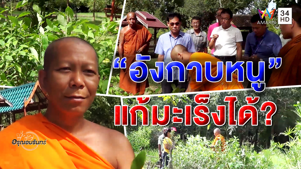 พระครูดังโผล่การันตี 'อังกาบหนู' รักษามะเร็งได้! วอนหน่วยงานเข้าวิจัยต่อ (คลิป)