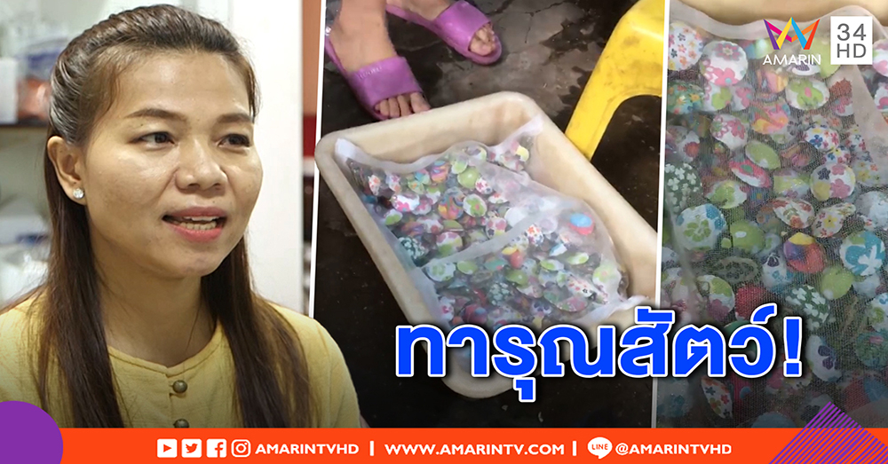 เพ้นท์กระดองเต่า ยัดกระป๋อง เสี่ยงตาย! หมอชี้ผิดทารุณฯ แนะคนไทยใจแข็ง อย่าซื้อ (คลิป)