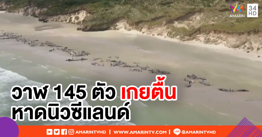 วาฬนำร่อง กว่า 145 ตัวเกยตื้นตายบนชายหาดนิวซีแลนด์