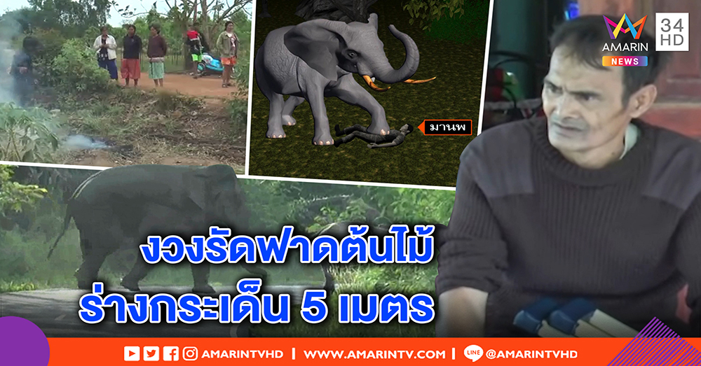 เปิดนาทีช้างป่าไล่กระทืบจนท. ดับในหน้าที่ หัวหน้าเผยเคยหนีตาย งวงรัดฟาดต้นไม้สาหัส (คลิป)