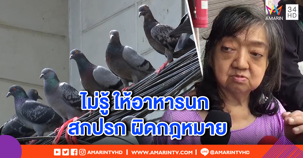 เขตหลักสี่เอาจริง สั่งห้าม "ป้าพิราบ" ให้อาหารนก ฝ่าฝืน นอนคุก 3 เดือน