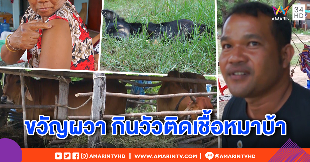 ชาวโคราชหวั่นติดเชื้อ นำเนื้อวัวติดเชื้อหมาบ้ามาทาน  แพทย์เร่งฉีดวัคซีนป้องกัน
