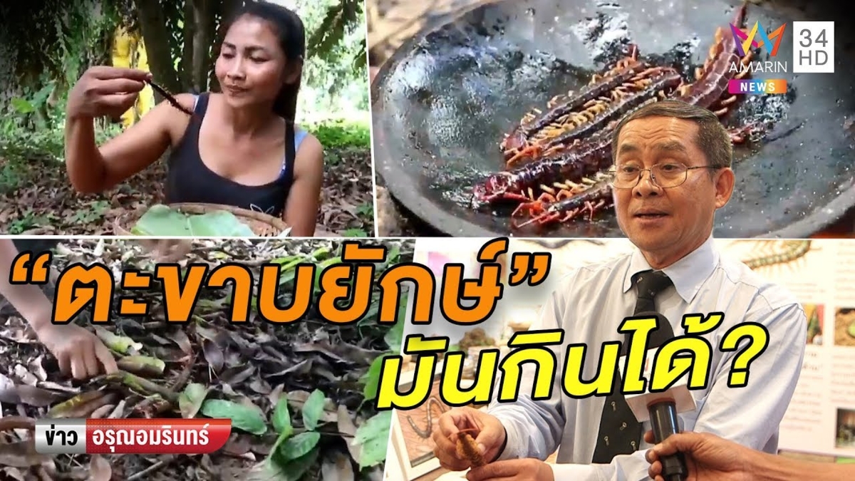 สาวโชว์เปิบ 'ตะขาบยักษ์' ผู้เชี่ยวชาญยันกินได้แต่ระวังพิษ-ให้รสคล้ายกุ้ง (คลิป)