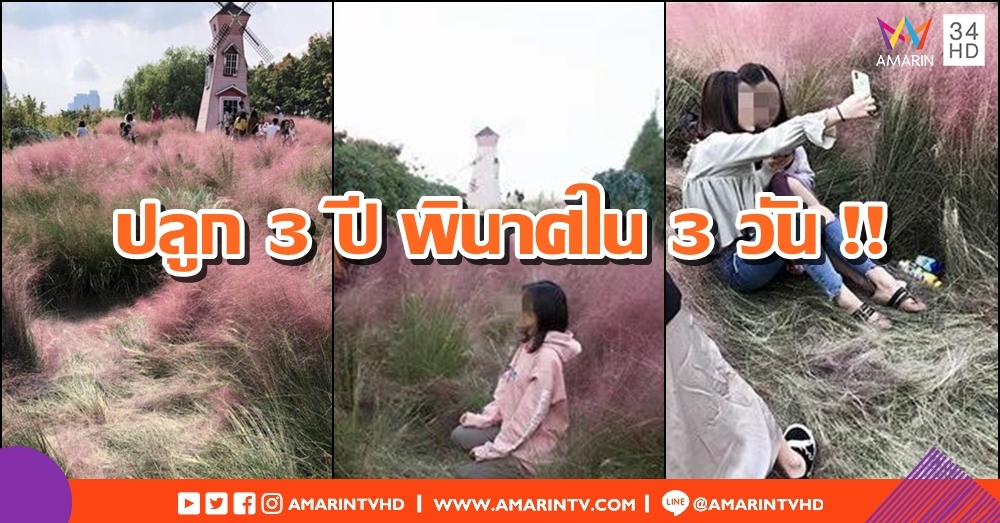 ปลูก 3 ปี พินาศใน 3 วัน!! ทุ่งหญ้าสีชมพูในจีนพังราบหลังเปิดให้ นทท. เข้าชม