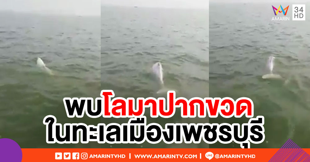 ฮือฮา! พบโลมาปากขวด 4 ตัวหากินในทะเลเมืองเพชรบุรี