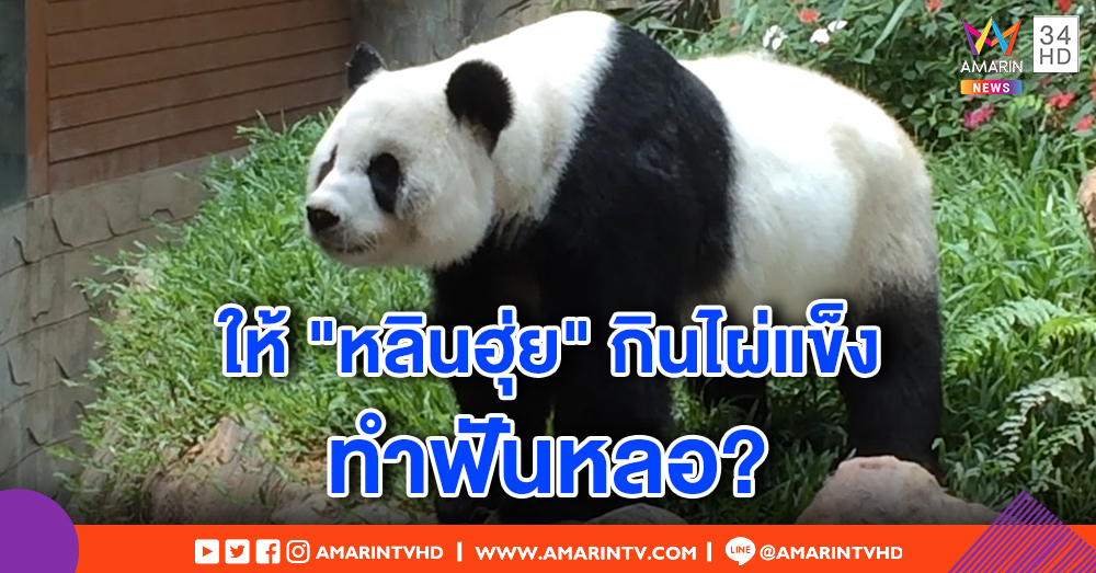 ชาวเน็ตโวยสวนสัตว์เชียงใหม่ ให้ "หลินฮุ่ย" กินไผ่แข็งทำฟันหลอ - คนดูแลแจง แพนด้าอายุมาก อาหารไม่เกี่ยว