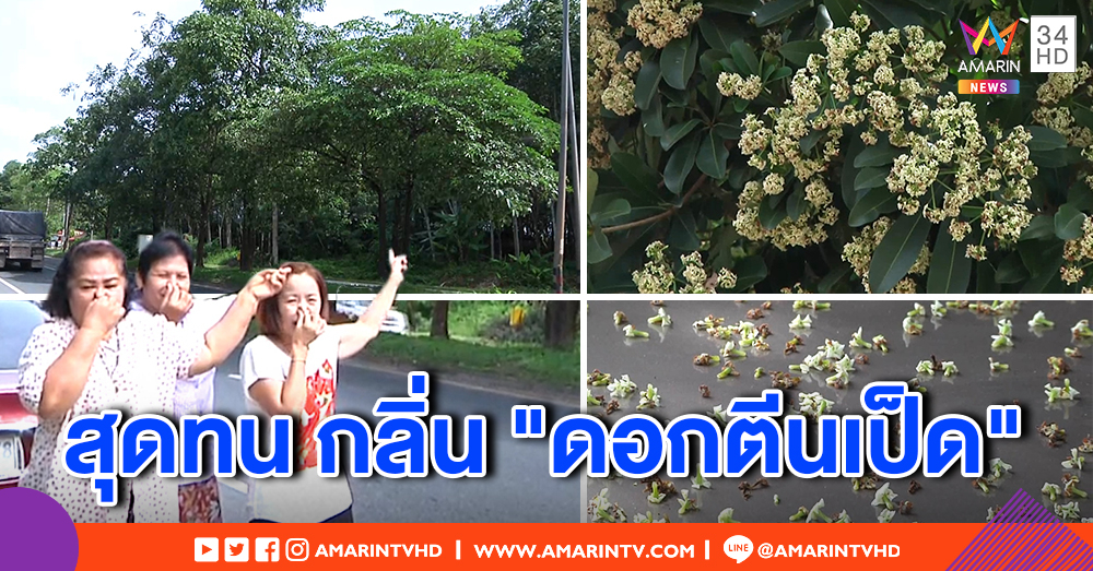 ดอกตีนเป็ดบานสะพรั่งเต็มถนน ชาวบ้านสุดทน กลิ่นเหม็นชวนมึน วอนรัฐช่วย