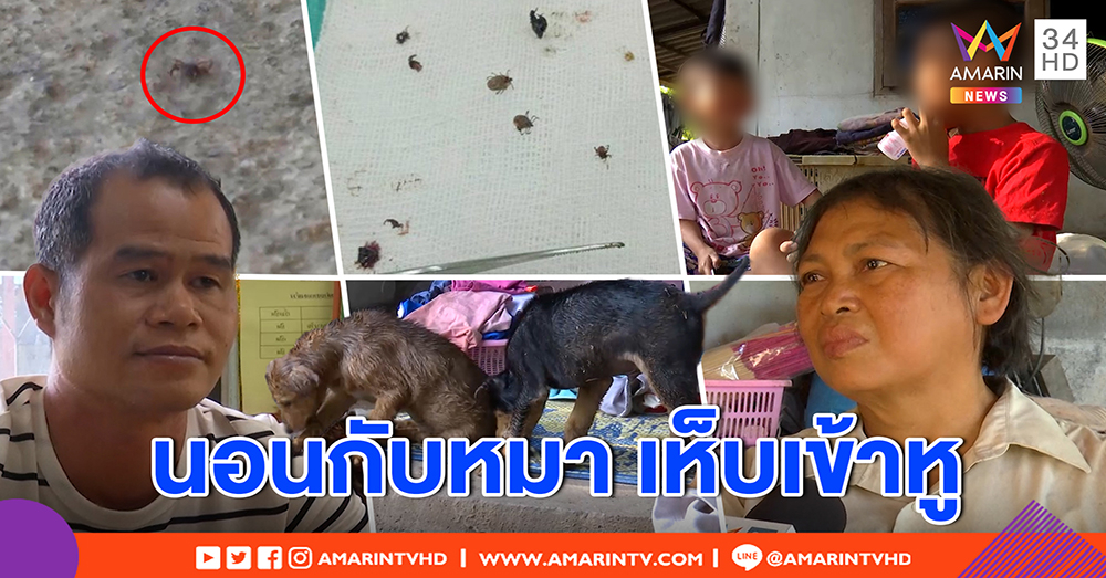 ครูตะลึง! เห็บเต็มรูหู 2 หนูน้อย อึ้ง เปิดบ้านไต่เต็มพื้น แม่รับลูกเอาหมานอนในมุ้ง (คลิป)