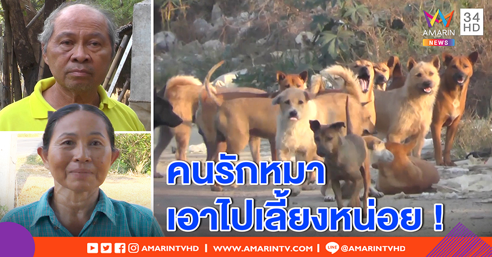 ตะลึง! ฝูงหมาจรนับพันยึดถิ่น ชาวบ้านลากปืนยิงกัดไก่ยกเล้า วอนรัฐจัดการ (คลิป)