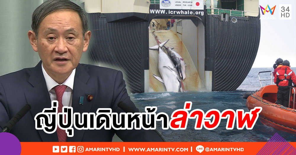 ญี่ปุ่นเมินนานาชาติ เดินหน้าล่าวาฬเพื่อการค้ากลางปีหน้า