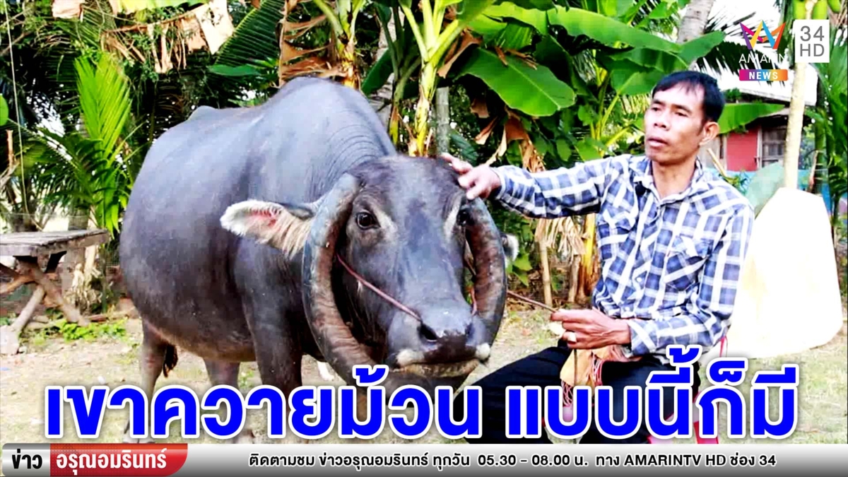 ควายสุดแปลก! เขาม้วนเป็นวงกลม-โยกได้ (คลิป)