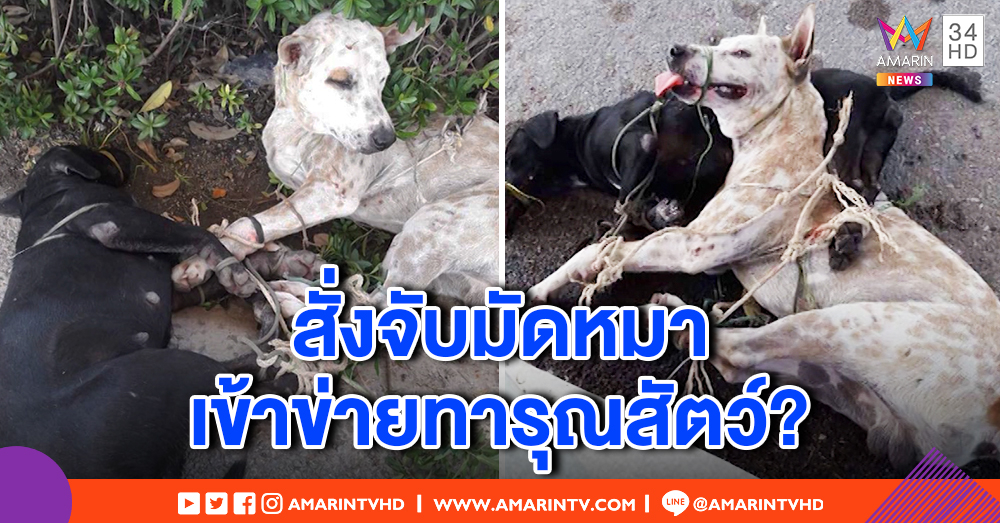 "ว็อชด็อก" แฉทหารยศใหญ่ฉุนหมา 2 ตัววิ่งไล่ สั่งจับมัดขาตากแดดทั้งวัน ซ้ำพาทิ้งกองขยะ